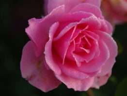 You're Beautiful &reg;