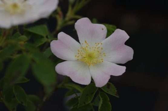 Rosa canina (hondsroos)