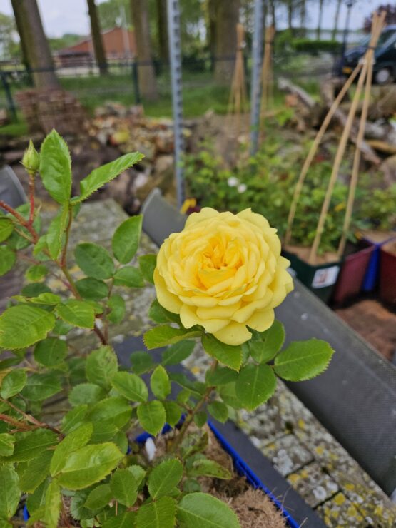 Yellow Meilove ® - Afbeelding 5