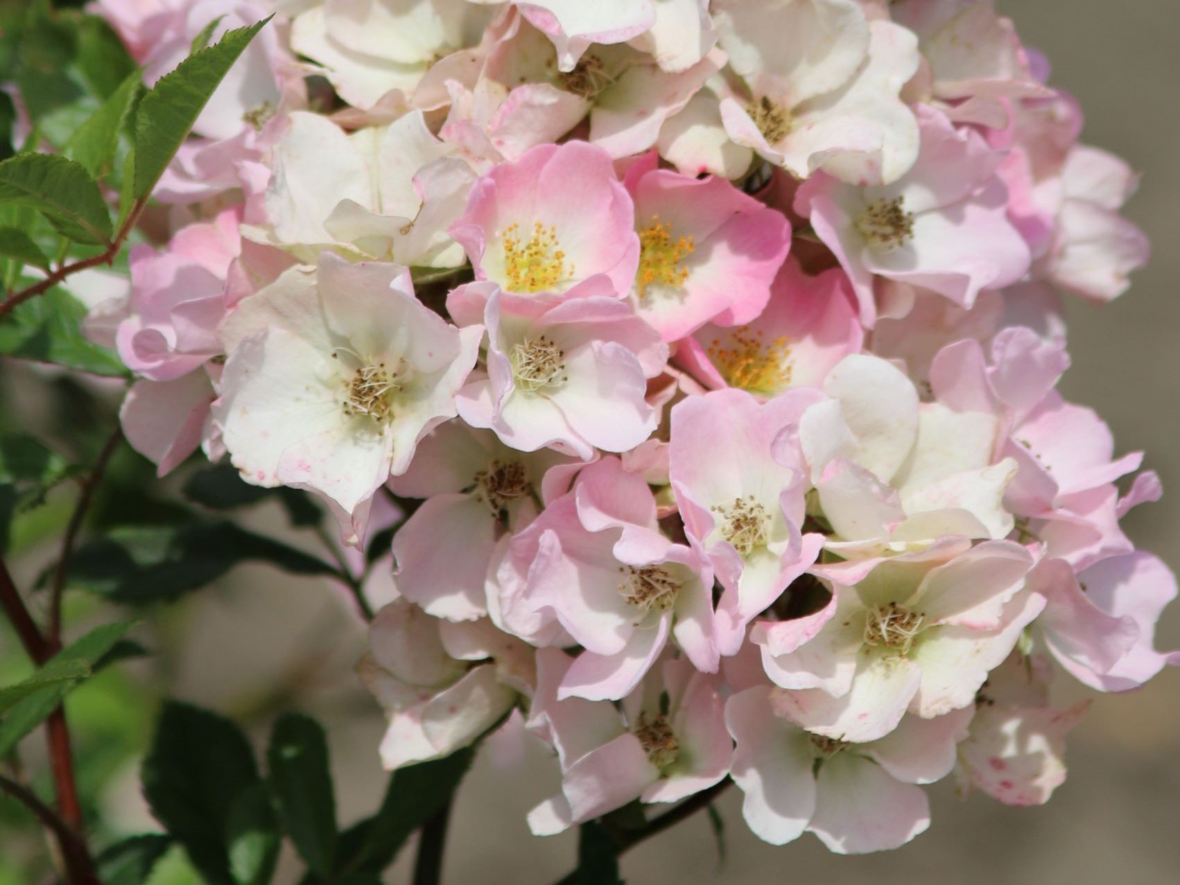 Abellio (VISpaniuc)_LOWRES liggend