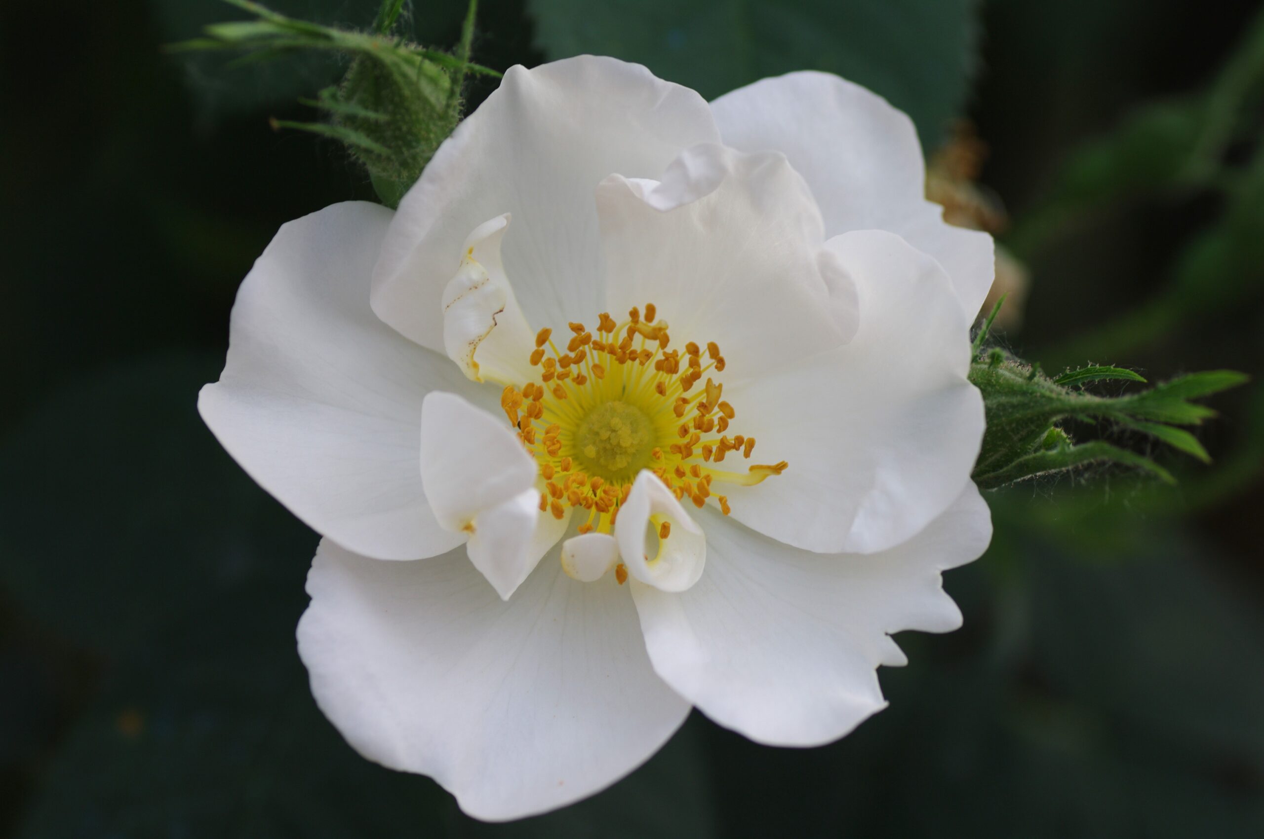 Bloem van Rosa alba semi-plena, The White Rose of York