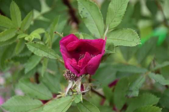Basye's Purple ® - Afbeelding 2