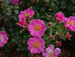 Bijenweelde roze &reg;