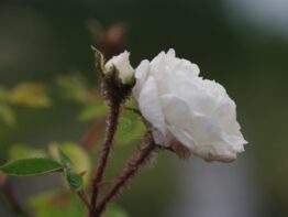 Blanche Moreau ®