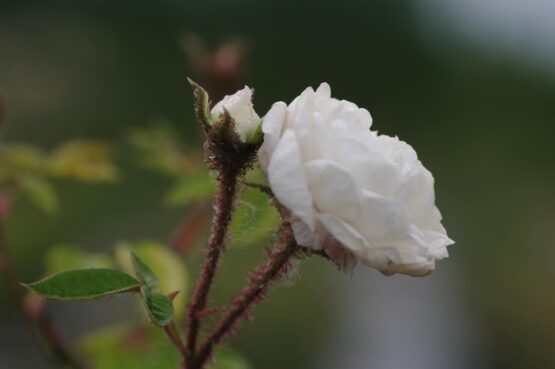 Blanche Moreau ®
