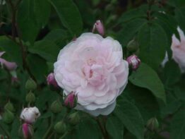 Blush Noisette