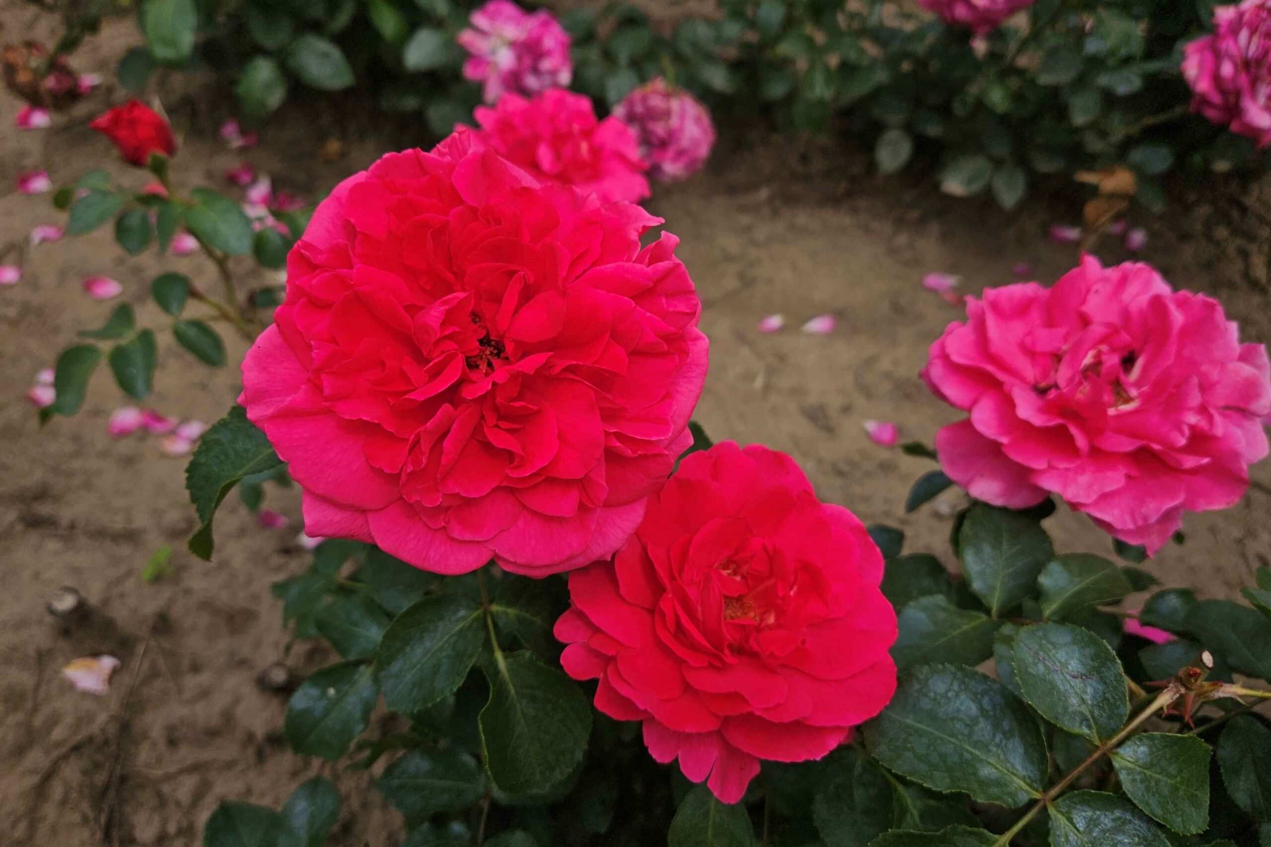 Rosa Boskoop Glory