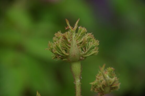 Chapeau de Napoléon  ® (Crested Moss) - Afbeelding 7