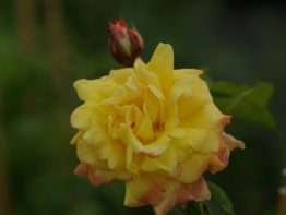 Clg Sutter's Gold &reg;