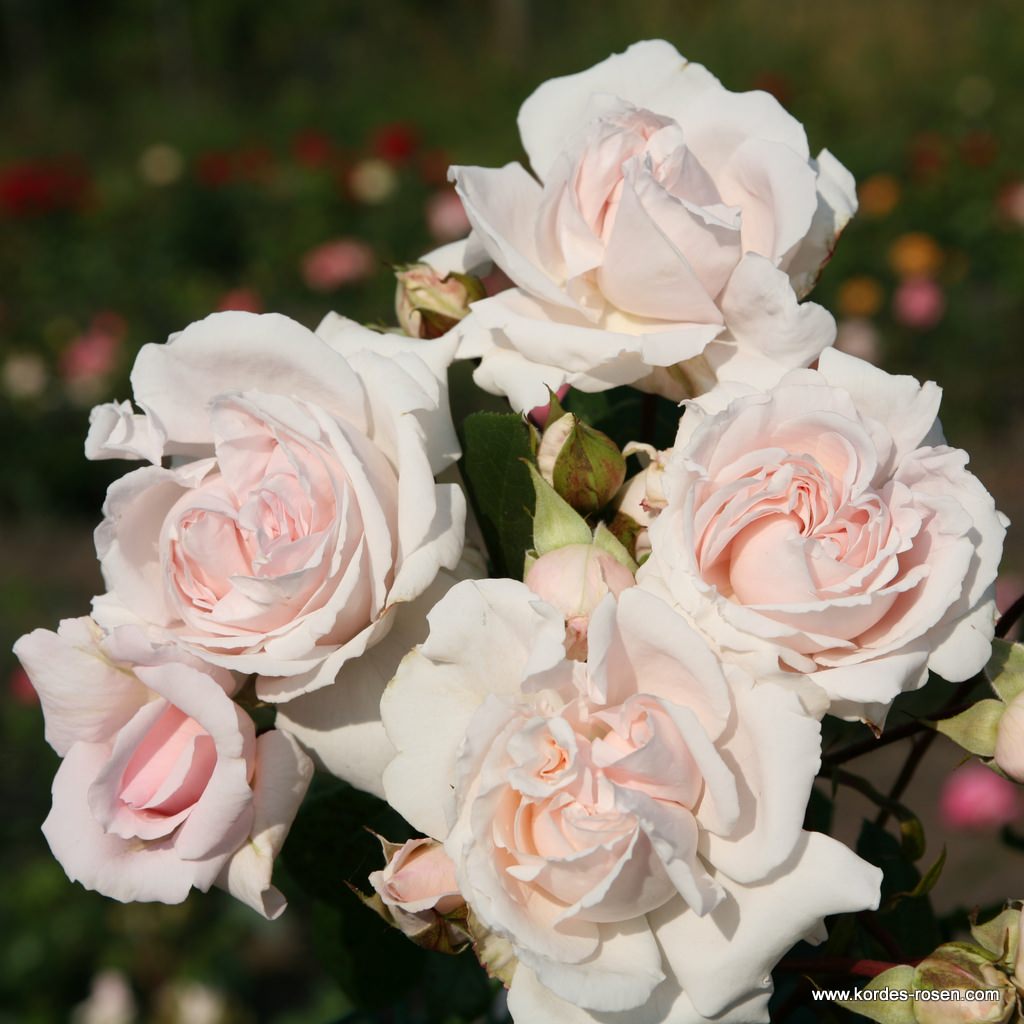 Constanze_Mozart_2IyMxNIswSBF5a