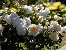 Diamond Days Forever