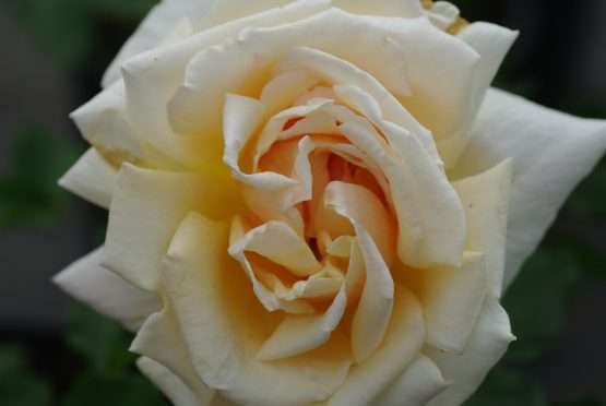 Diamond Jubilee - Afbeelding 2