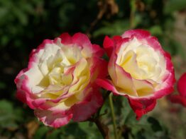 Rosa Double Delight