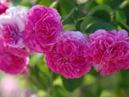 Duc de Cambridge &reg;