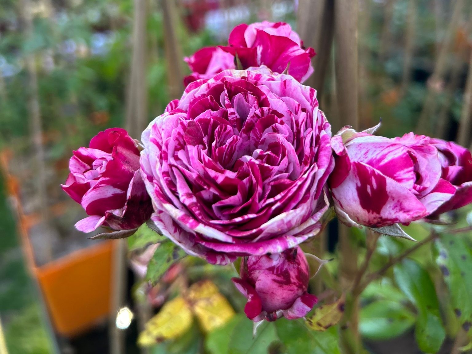 Easy Fashion bijgesneden_20240625_01