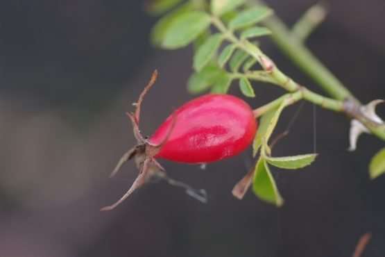 Rosa elliptica (wigbladige roos) - Afbeelding 3