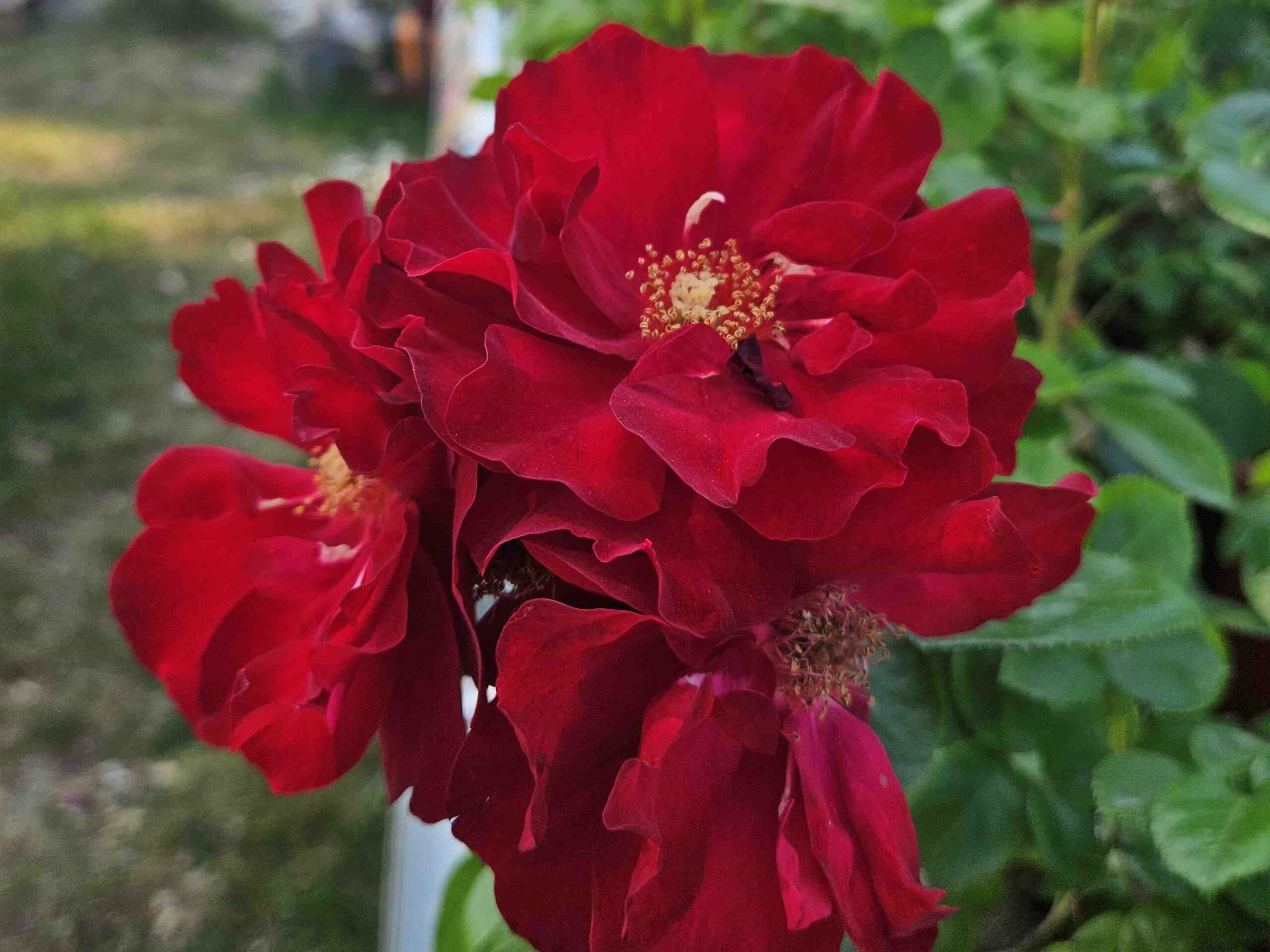 Emily Davies_20250613 lowres