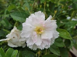Fimbriata