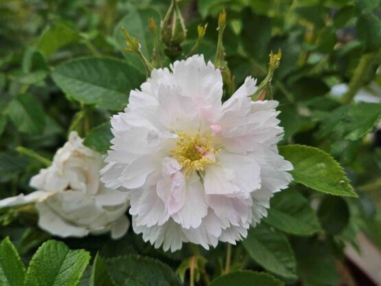 Fimbriata