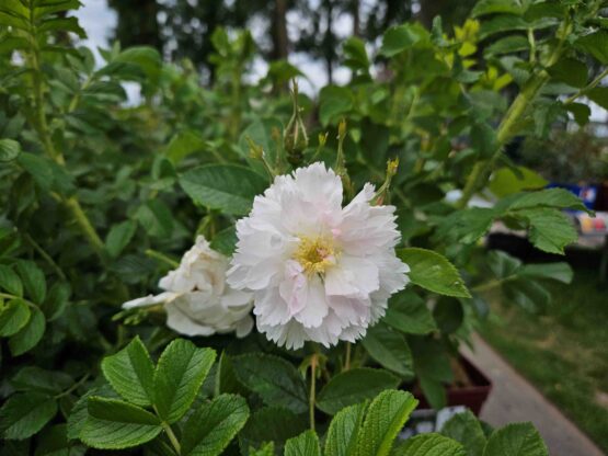 Fimbriata - Afbeelding 6