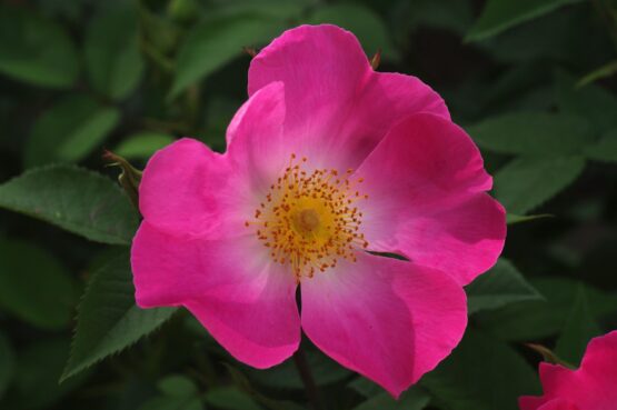 gallica Complicata ® - Afbeelding 2