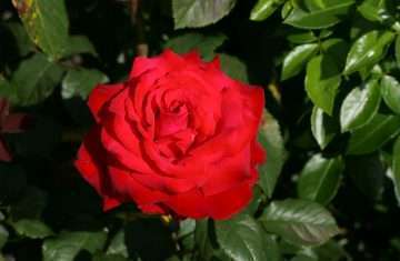 Grande Amore
