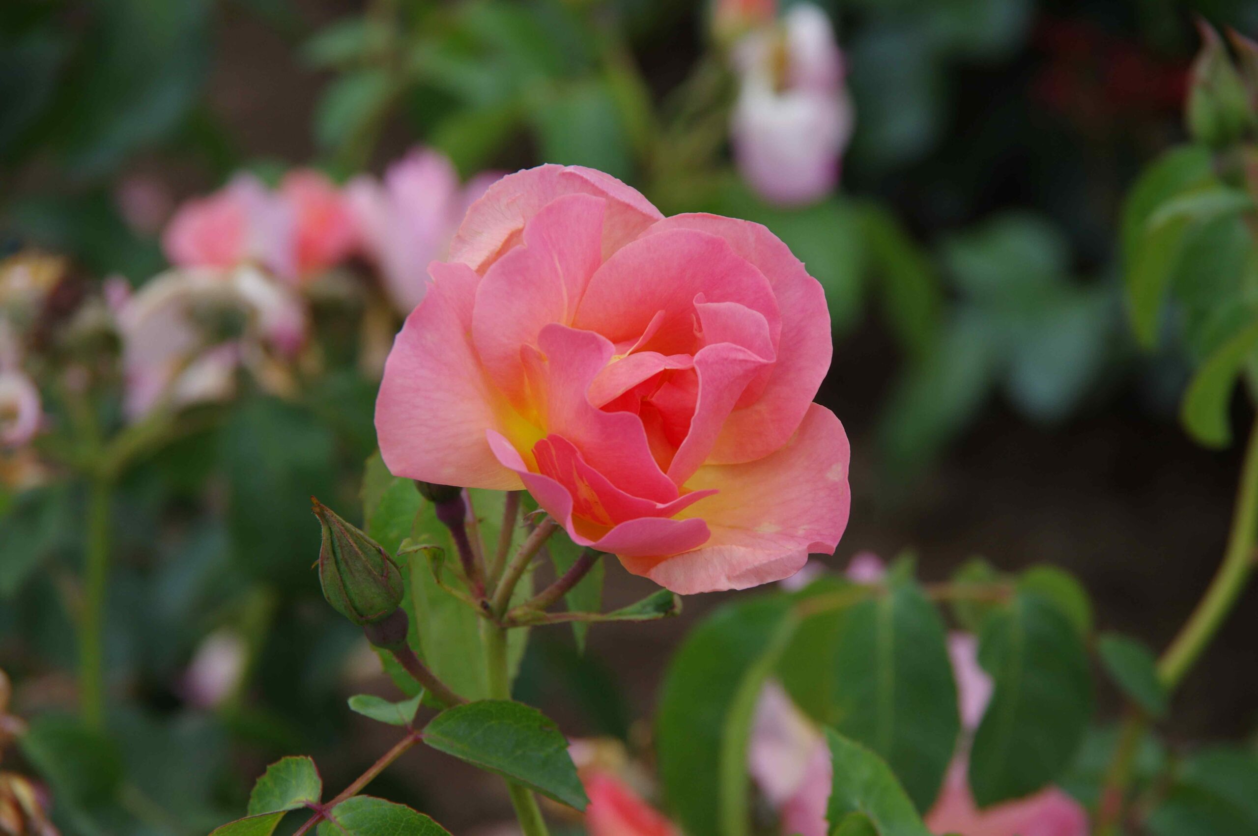 Rosa Grapefruit