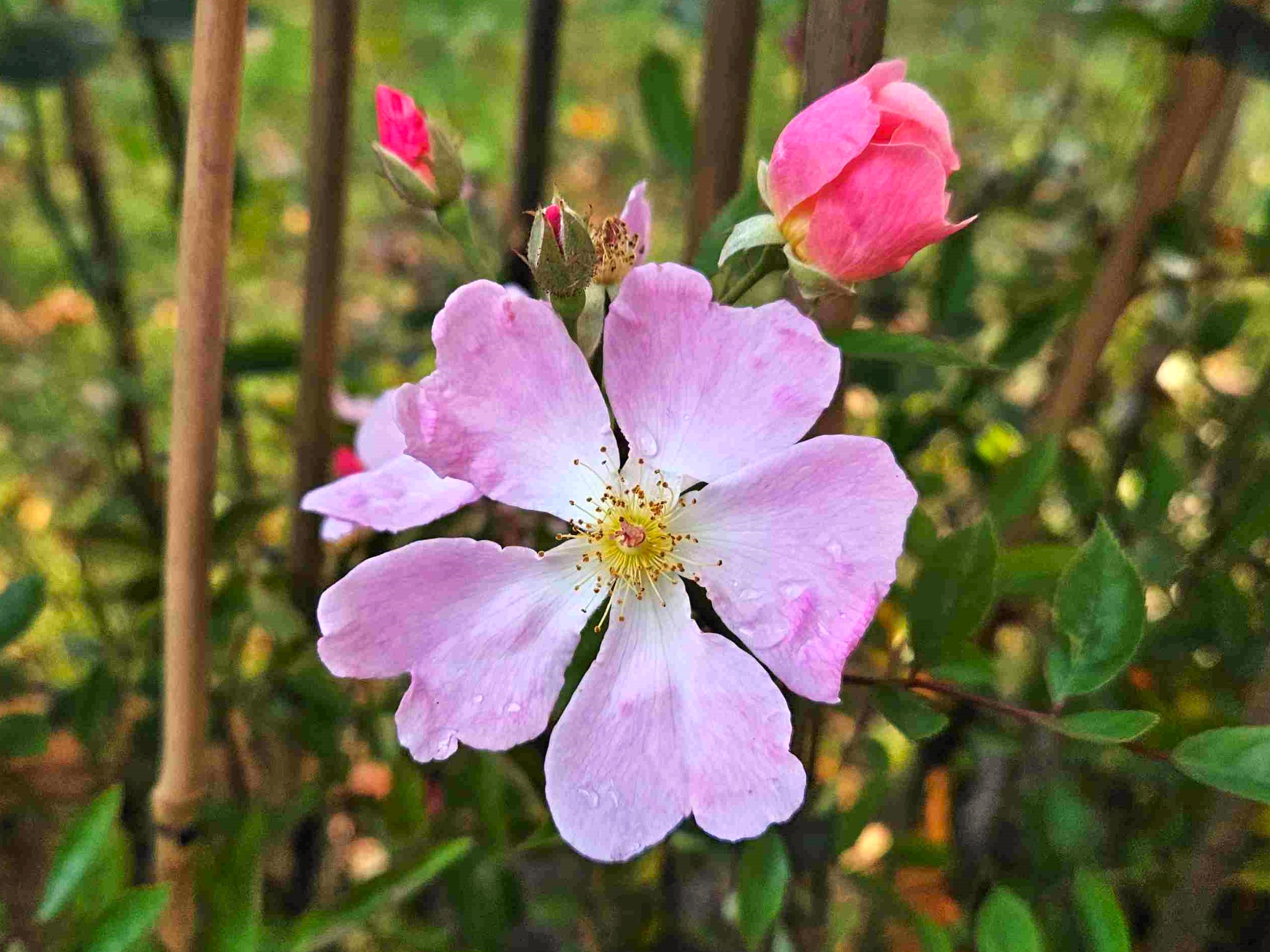 Heideröslein_20250913 lowres