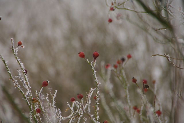 Rozenbottels met ijs