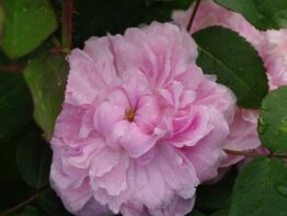 Jacques Cartier &reg;