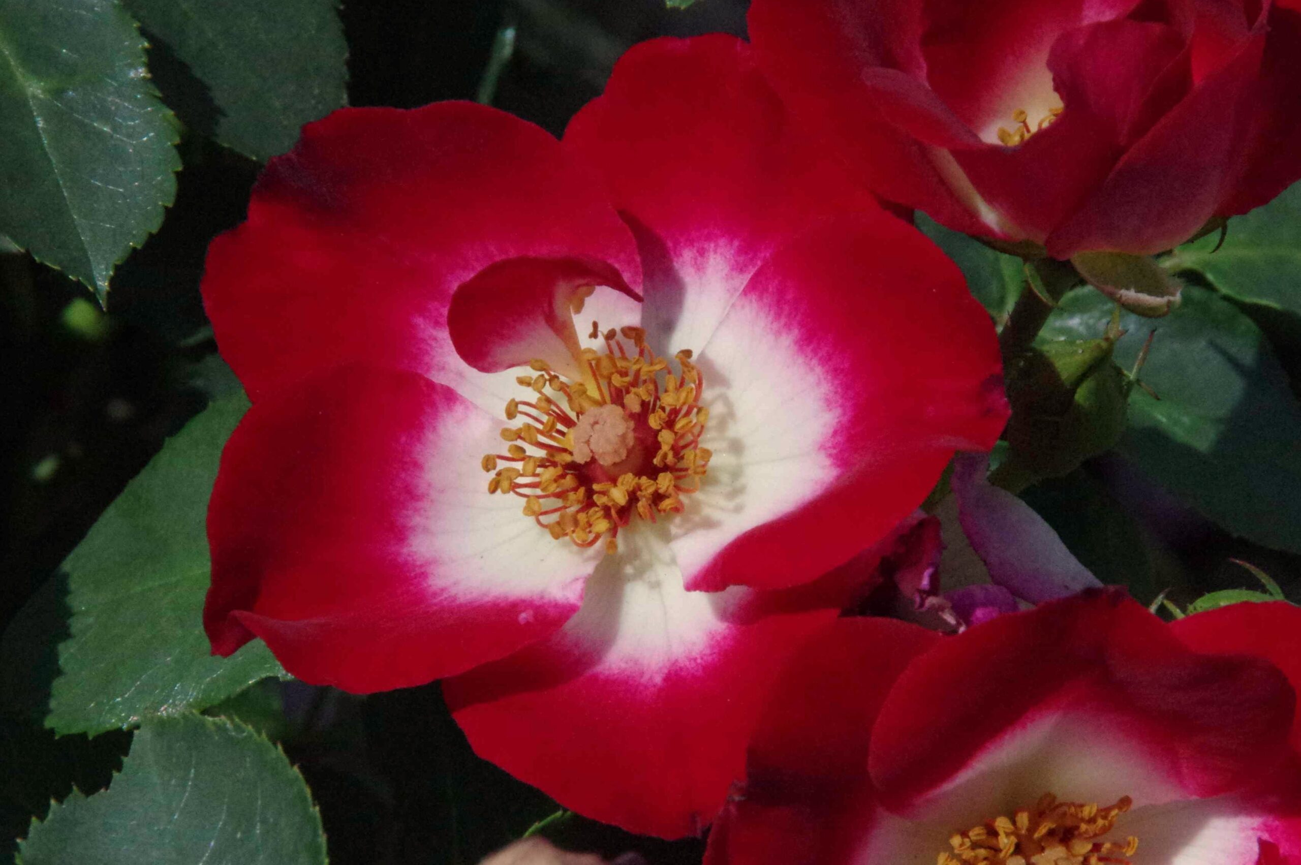 Bloem van rosa Loki