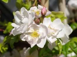 Lucens erecta