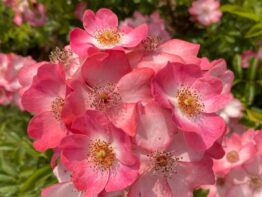 Mémoire de Wiltz &reg;