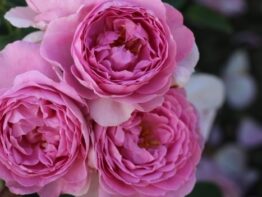 Magic Aroma &reg;