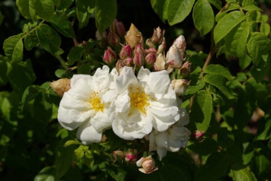 Moschata Autumnalis ®