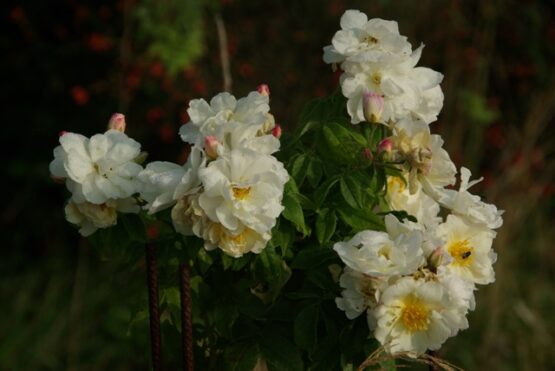 Moschata Autumnalis ® - Afbeelding 3