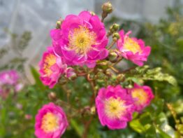 Nehalennia ®