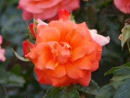 Rosa Newsflash