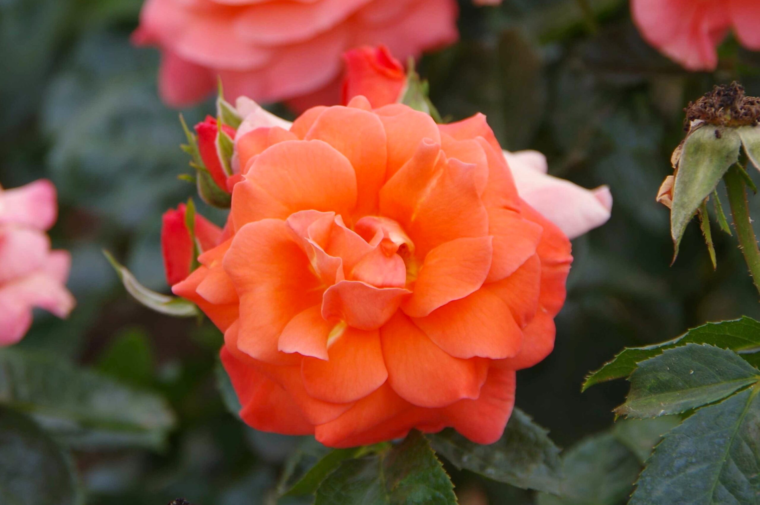 Rosa Newsflash