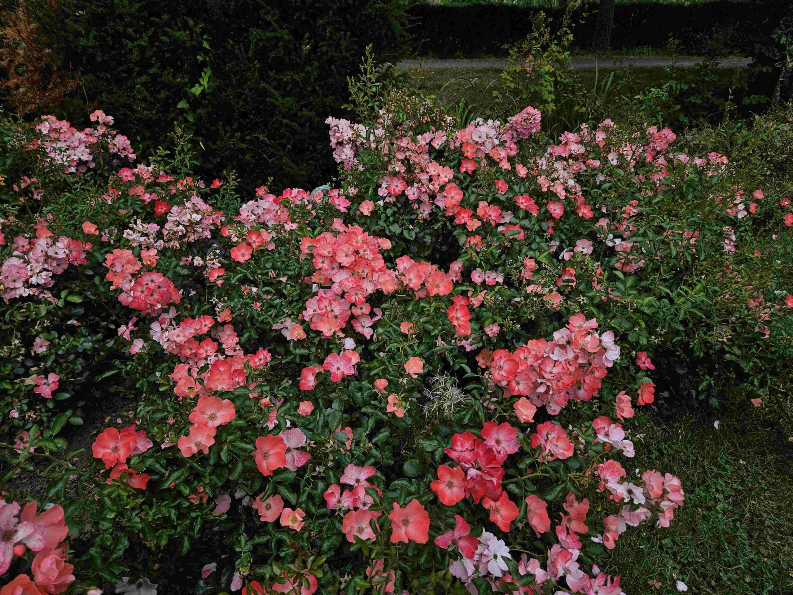 Pink Blanket_20250822_02 lowres