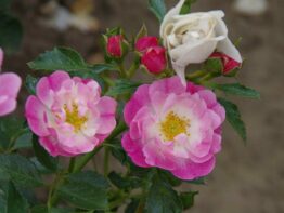 Pink Ricco Amorina &reg;