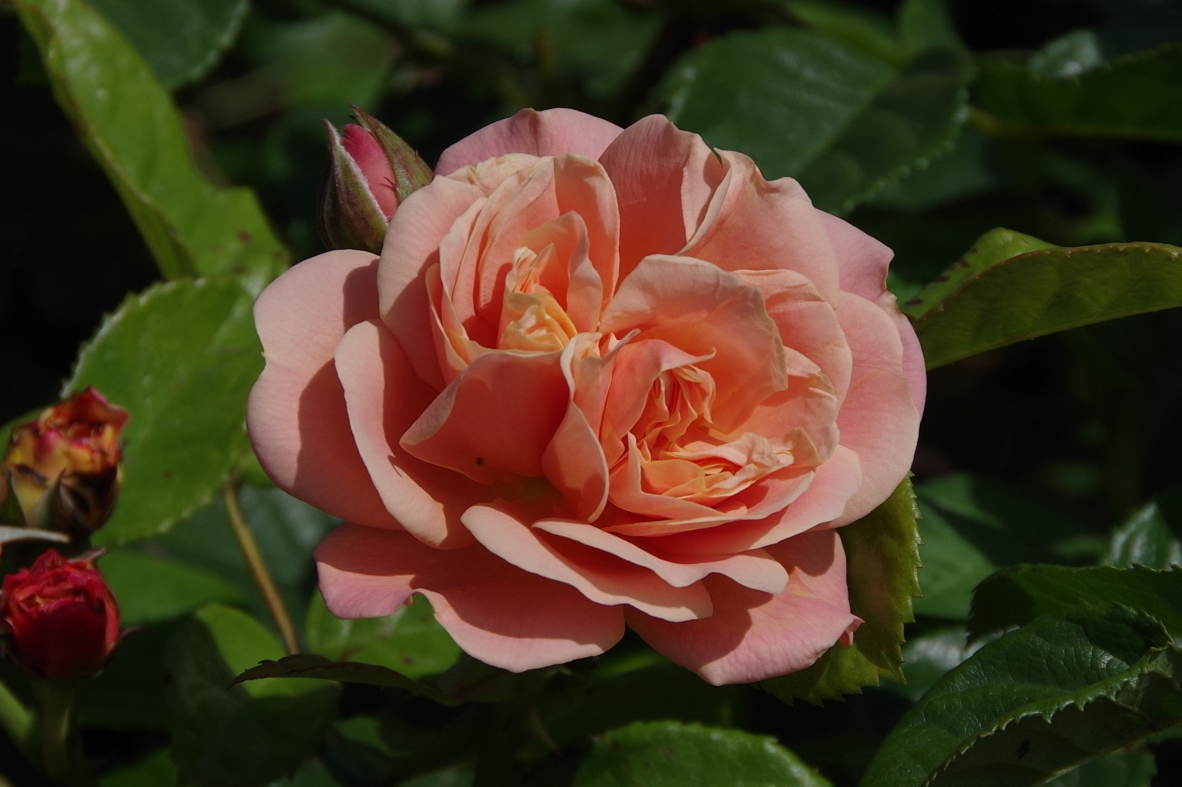 Princesse Stéphanie Grande-Duchesse Héritière de Luxembourg_20250703_01 lowres