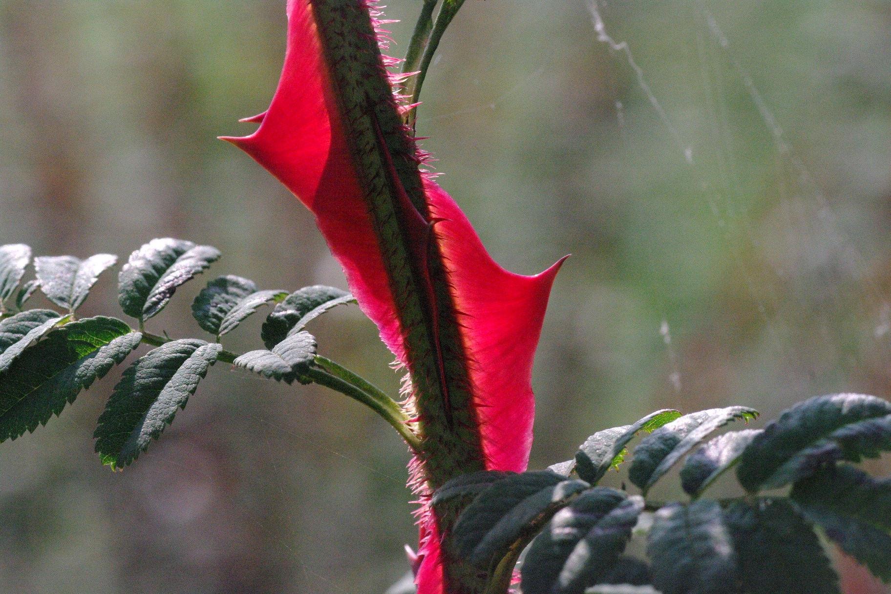 stekels van Rosa omeiensis pteracantha