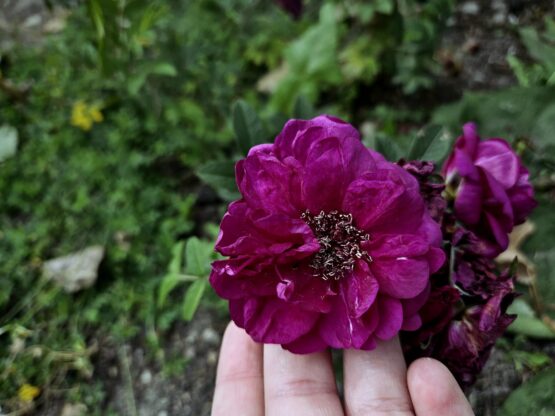Purple Valeda ®