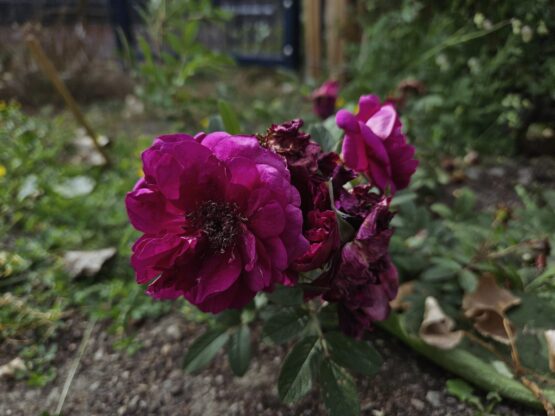 Purple Valeda ® - Afbeelding 2