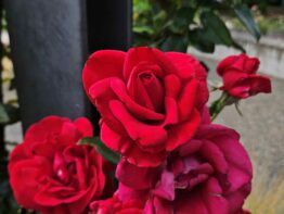 Rosa Red Flame
