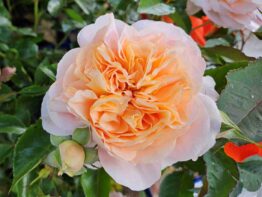 Sangerhauser Jubilaumsrose