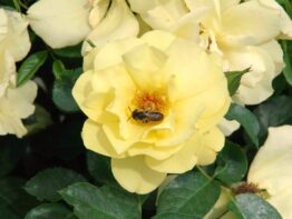 Solar Bee Licious &reg;