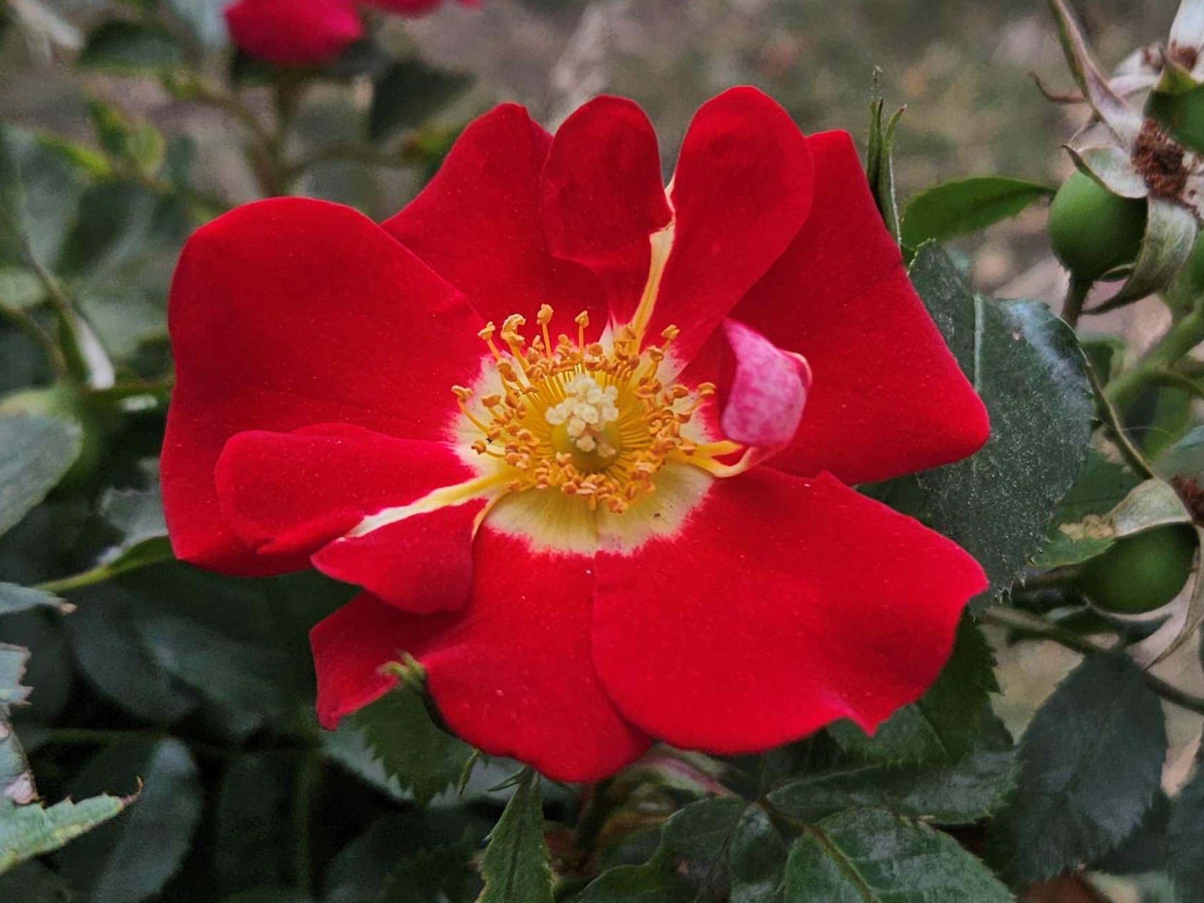 Symphonica_20250817_02 lowres