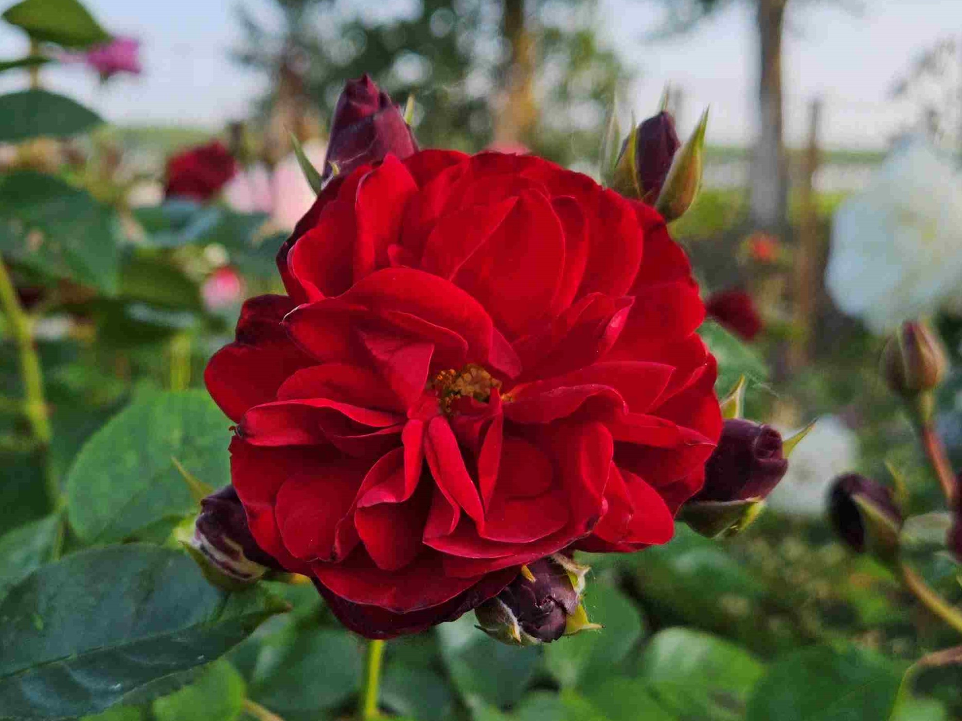 Trudy_20250612 lowres